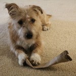 Lilly posing for Camera